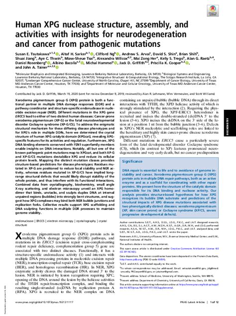 Pdf Human Xpg Nuclease Structure Assembly And Activities With