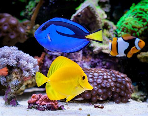 Freshwater and Saltwater Fish | Pet World Warehouse Outlet