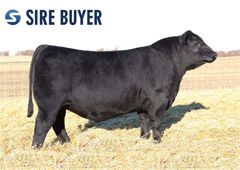 Angus Embryos For Sale Sb10 2229 Sire Buyer