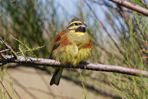 Natureuk On Twitter Rt Michael Cirl Bunting Seen At Dawlish