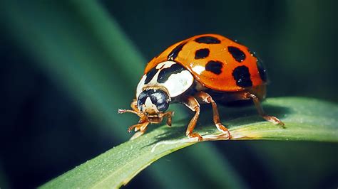 How To Tell Ladybugs Apart From Their Nasty Twin Asian Lady Beetles