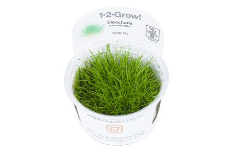 Eleocharis Acicularis Mini 1 2 Grow