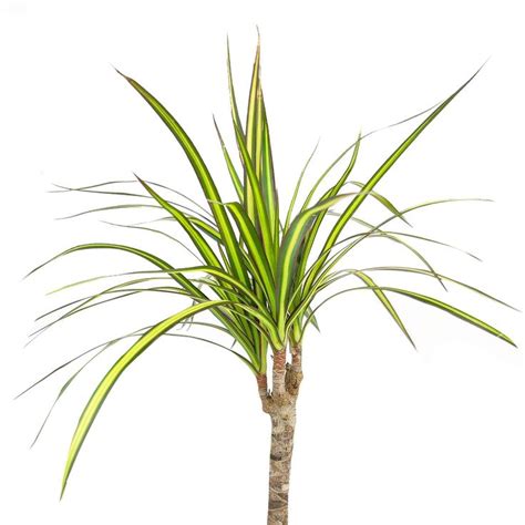 Dracaena Marginata Sunray Air Purifying Live Houseplant For Your Home