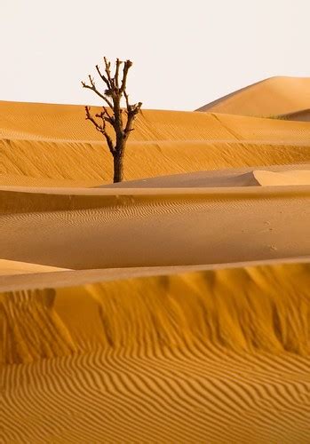 Desert Biodiversity By William Payne