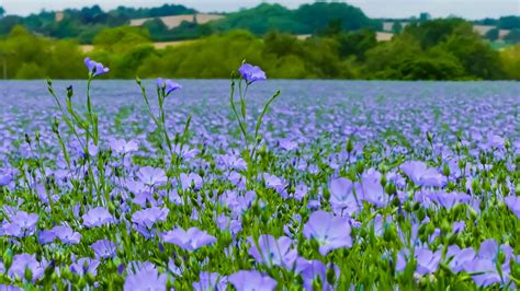 Linseed | Cereals | Wesco Seeds