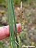 Wetland Plants Of Wisconsin Carex Haydenii Hayden S Sedge