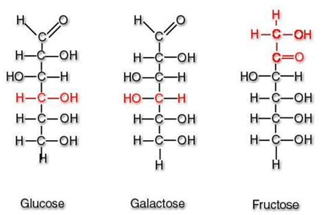 Les Glucides Cartes Quizlet