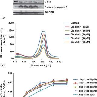 Cisplatin Inhibits Growth And Induced Formation Of Dna Adduct In Apl