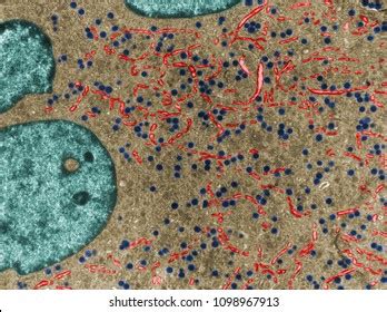 False Colour Transmission Electron Microscope Tem Stock Photo