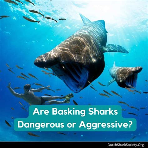 Are Basking Sharks Dangerous To Humans? - Dutch Shark Society