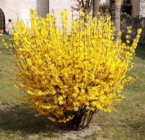 Forsythia Planter Et Tailler Ooreka