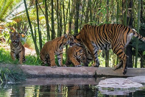 The Ultimate Guide to the San Diego Zoo | LaJolla.com