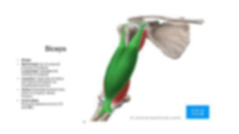 SOLUTION: Anterior compartment of arm anatomy easy notes .MBBS - Studypool