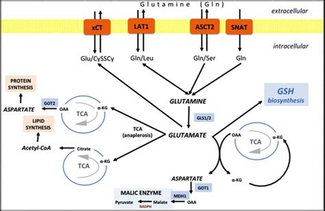 Does L-Glutamine Feed Cancer? - Health Solutions More