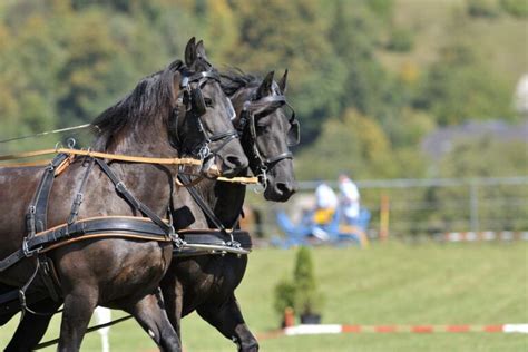 Focused or Flying Blind: Why Horses Wear Blinkers - Horse Rookie