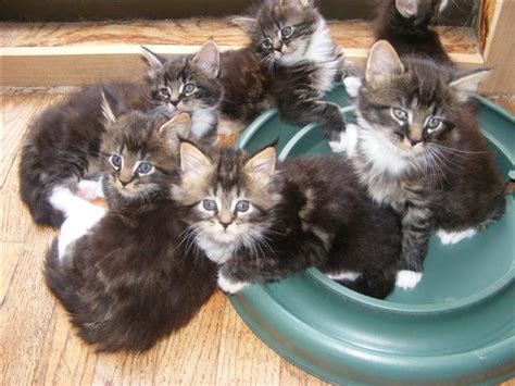 Maine Coon Cat Breeders USA