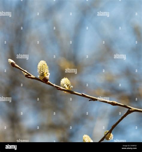 Blossoming Twigs Of Pussy Willow Tree With Catkins In Spring Forest Stock Photo Alamy