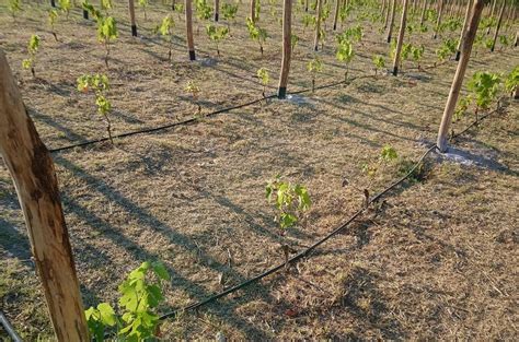 Plantation Des Vignes Et Espacement Des Plants Nombre De Pieds De