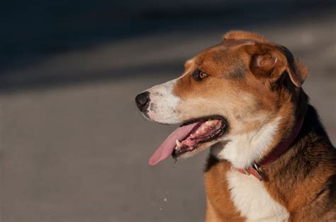 Meu Cachorro Baba Muito O Que Fazer BLOG Petiko