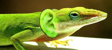 Ever Seen A Lizard With Ears Yeah Me Neither So This Just Had To