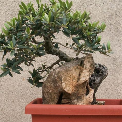 Bari L Olivo Un Opera D Arte Al Fortino Santantonio Arriva Bonsai