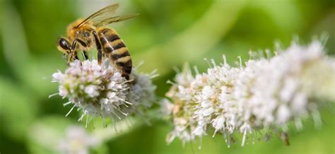 Flores Comprobadas Que Atraen A Las Abejas Gu A De Ottima