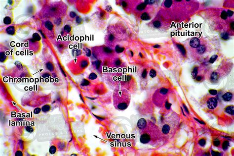 Man Pituitary Gland Transverse Section 1000x Man Mammals