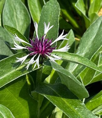 Centaurea Montana Amethyst In Snow Bachelor S Button From Pleasant Run