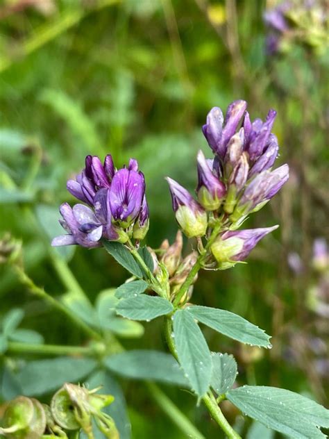 Luzerne Medicago Sativa