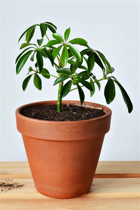 How To Propagate Umbrella Plants Schefflera From Cuttings