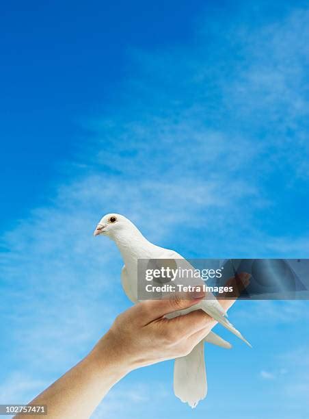 Dove Hand Photos and Premium High Res Pictures - Getty Images