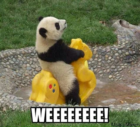 Weeee Animals Pinterest Animal