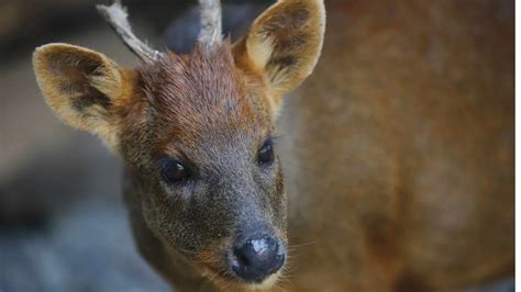 Dos Cachos Cuatro Patas Y Media Cara Negra Nueva Especie Animal Es