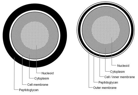 Bacteria