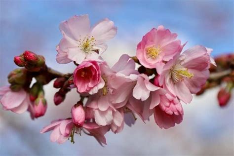 Beautiful Cherry Blossom Flower Meaning Symbolism And Uses Store