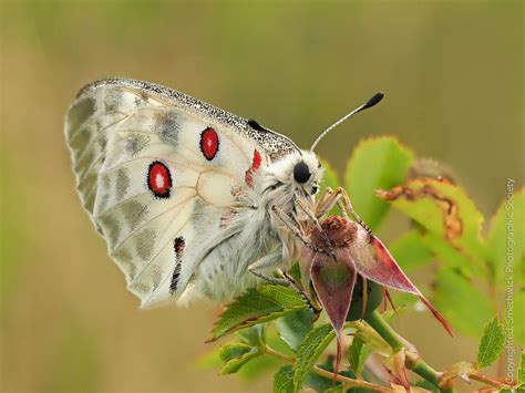 Apollo Butterfly – Smethwick Photographic Society