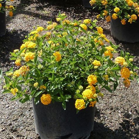 New Gold Lantana | Star Nursery Garden and Rock Centers