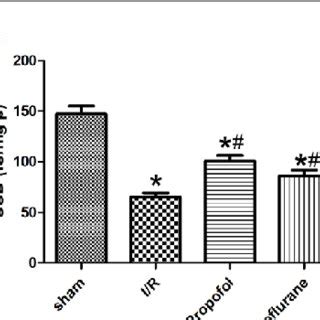 Effects Of Propofol And Sevoflurane On Hepatocyte Apoptosis A Liver