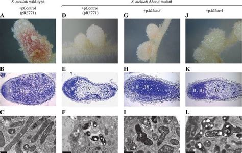 Sinorhizobium Meliloti Alchetron The Free Social Encyclopedia