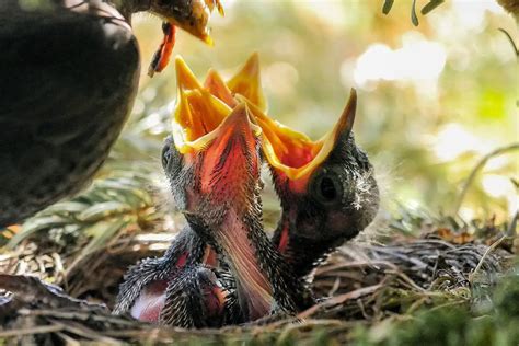 Aves Características Alimentación Hábitat Reproducción Depredadores