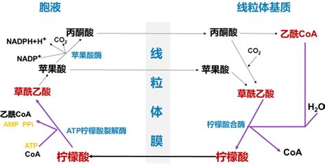 生物化学第七章脂质代谢（二） 哔哩哔哩