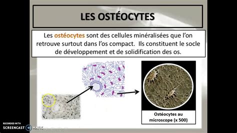 Cours 33 Le Tissu Osseux Youtube