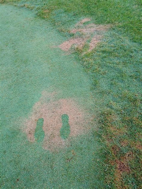 Traffic Damage on Lawns: Causes and Fixes - Advanced Turf Solutions