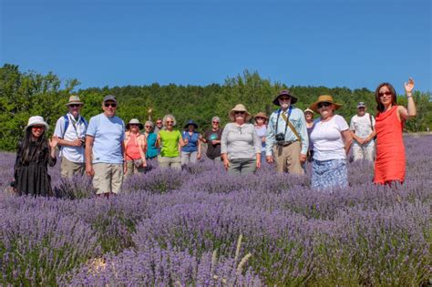 The best Provence Lavender Tours in 2024