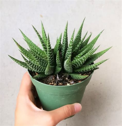 Haworthia Zebra Plant Best Pet Friendly Houseplants Popsugar Home