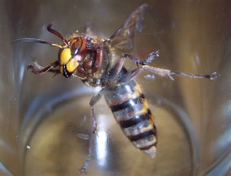 Bbc Buddha Bees And The Giant Hornet Queen Watch Tv Shows Online