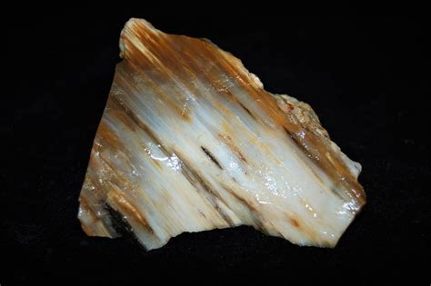 360 Gr Petrified Wood Agate Natural Rough Petrified Wood Raw