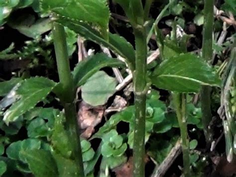 Dogs Mercury Dogs Cole Mercurialis Perennis