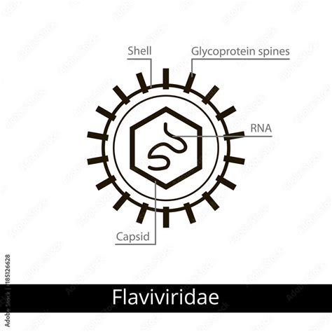 Flaviviridae. Classification of viruses. Stock Vector | Adobe Stock