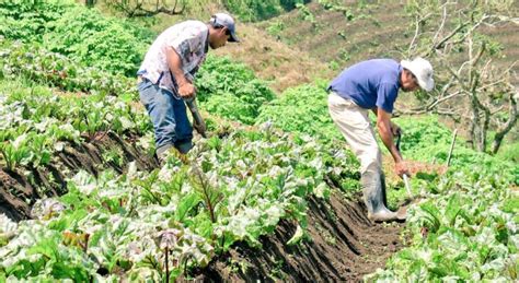 IICA Define Hoja De Ruta Agrodiario